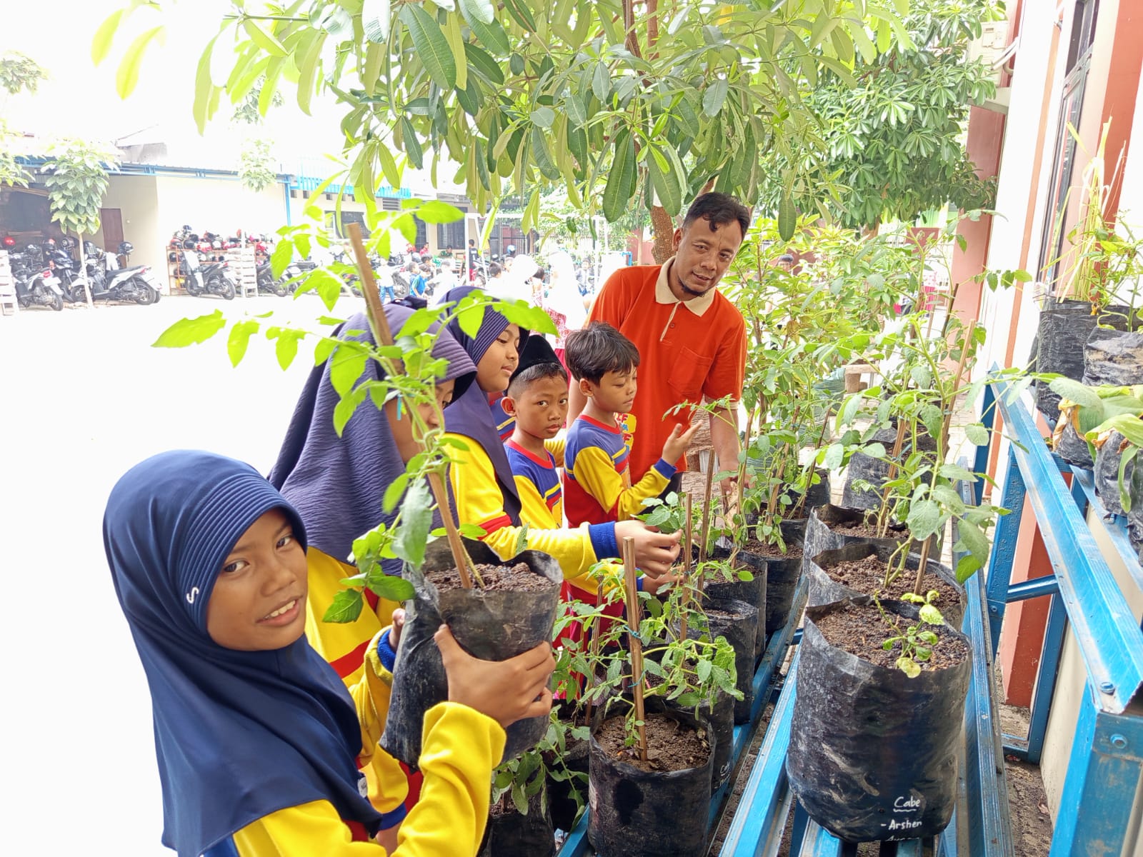 Merawat Tanaman di Polybag di Sekolah